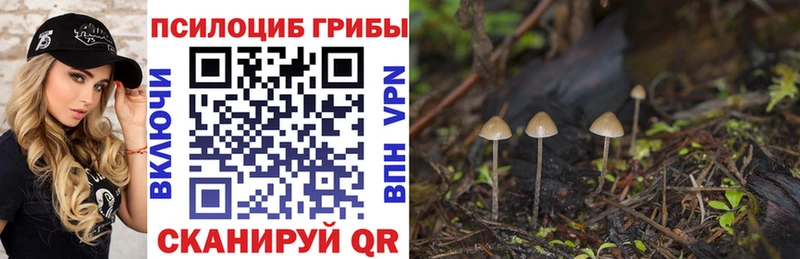 Купить  Сухиничи  Псилоцибиновые грибы Magic Shrooms 